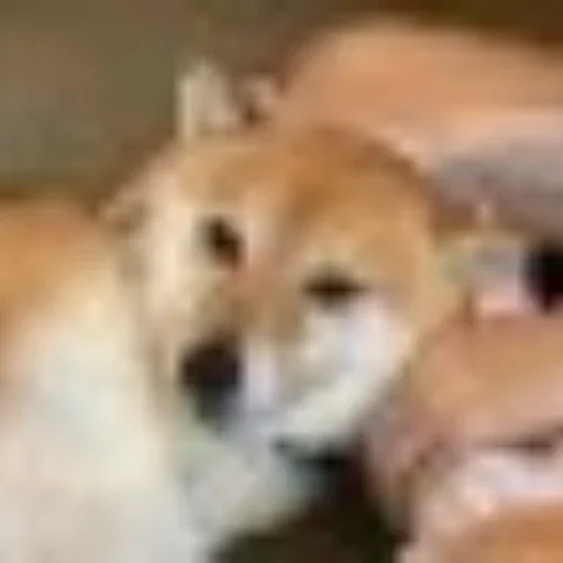 TSUKI