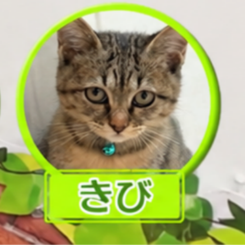 KIBI